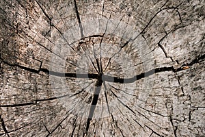 Round tree structureTree ring backgroundRound basic texturesw