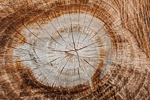 Round tree structureTree ring backgroundRound basic texturesw