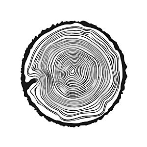 Round tree trunk cut, sawn pine or oak slice. Saw cut timber, wood. Wooden texture with tree rings. Hand drawn sketch