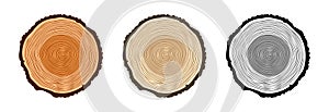 Round tree trunk cuts in various colors, sawn pine or oak slices, lumber. Saw cut timber, wood. Brown wooden texture