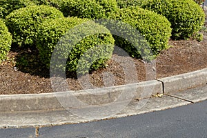 Round trimmed boxwood bushes with pine needle mulch, formed concrete curb and asphalt