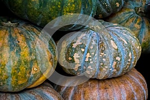 Round Tropical Pumpkin, colored pumpkins