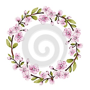 Round watercolor wreath of blooming pink sakura, spring flowers