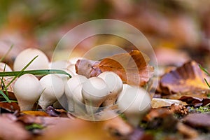 Round white fungus or mushroom in the autumn leaves