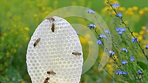 Round white honeycomb with bees on yellow and blue flowers background