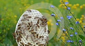 Round white honeycomb with bees on yellow and blue flowers background