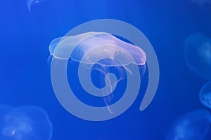 round white jellyfish in water on blue background