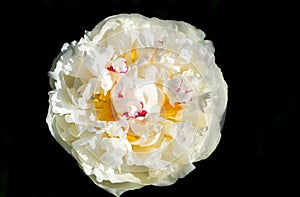 Round white peony flower head on black background. Paeonia lactifolia, Mons Dupont, France