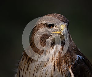 Round Wing Eagle Buteo buteo also known by Aguia de asa redonda, close up portrait of this beautiful bird of prey. photo