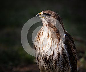 Round Wing Eagle Buteo buteo also known by Aguia de asa redonda, close up portrait of this beautiful bird of prey. photo