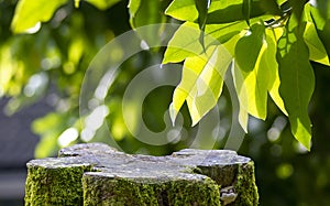 Round wooden cut shape with green moss for product display with water apples Syzygium aqueum green leaves