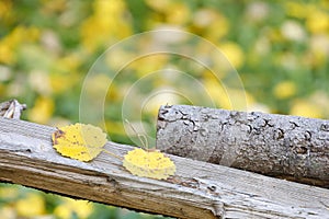 Yellow birch tree leaf on a tree log