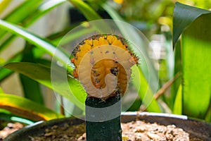 Round and Yellow Small Cactus In A Pot