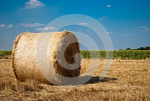 Round haystacks on a field of straw, on a sunny summer day, against a background of sky and trees