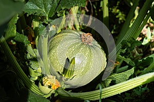 Round zucchini from Nice in eco garden, cucurbita pepo