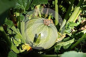 Round zucchini from Nice in eco garden, cucurbita pepo