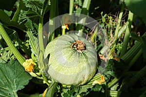 Round zucchini from Nice in eco garden, cucurbita pepo