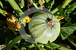 Round zucchini from Nice in eco garden, cucurbita pepo