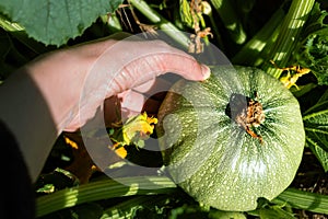 Round zucchini from Nice in eco garden, cucurbita pepo