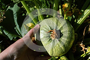 Round zucchini from Nice in eco garden, cucurbita pepo