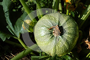 Round zucchini from Nice in eco garden, cucurbita pepo