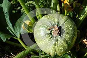 Round zucchini from Nice in eco garden, cucurbita pepo