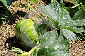 Round zucchini, a variety of summer squash, in a cultivated field on summertime. It s also known as courgette or baby marrow.