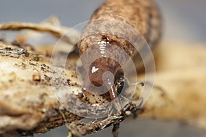 Roundback slugs, focus on the head photo