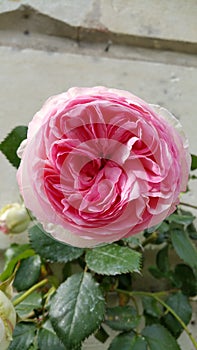 Rounded bloom of single pink rosa climbing rose