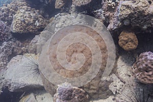 Rounded bubblegum coral at Koh Chang, Thailand