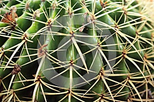 Rounded Cactus plant close up in a succulent garden further view.