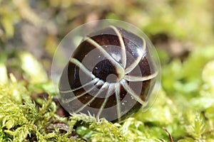 Rounded Common European species of pill millipede