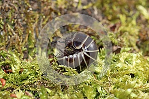 Rounded Common European species of pill millipede