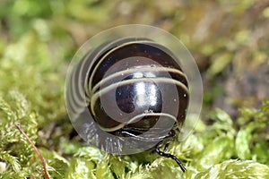 Rounded Common European species of pill millipede