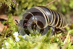 Rounded Common European species of pill millipede