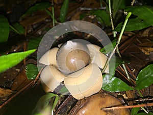 Rounded Earthstar Mushroom