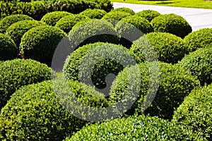 rounded evergreen shrub