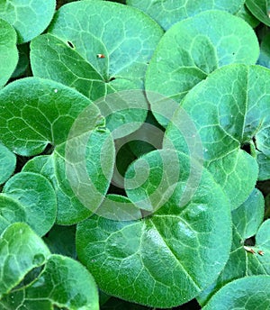 Rounded green leaves of Asiatic pennywort