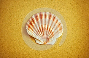 Rounded half of scallop shell on sand