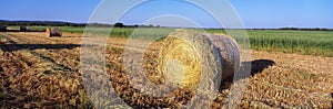 Rounded hay bails photo