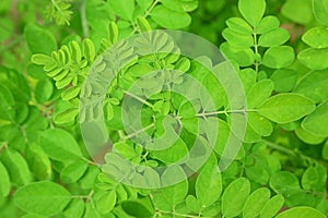 Young fresh green rounded leaves of herb Moringa oleifera popular for its medicinal properties and health benefits photo