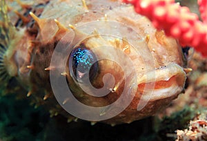 Rounded Porcupinefish