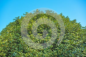 Rounded shrub with small leaves and clear sky