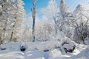 The rounded snow and hard rime