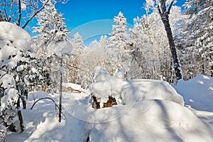 The rounded snow and hard rime of forest photo