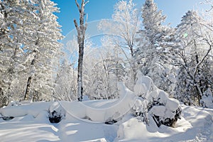 The rounded snow and hard rime photo