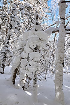 The rounded snow on the trees trunk photo