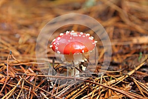 Rounded toadstool