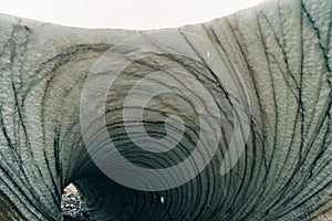 Rounded tunnel ice cave view from the inside. Cueva de Jimbo, Ushuaia, Tierra del Fuego