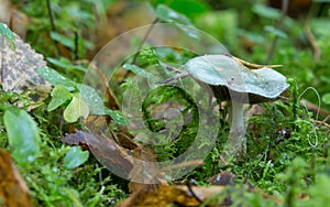 Roundhead, Stropharia mushroom among moss